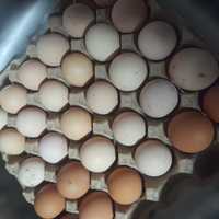 Яйцо для инкубацы домашных кур.по 70тенге шт.