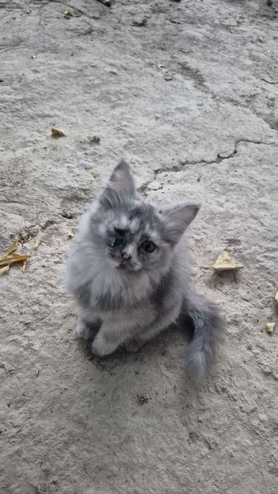 Мушуклар бор, озингиз уйдан келиб олиб кетасиз.