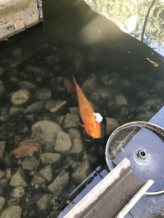 Декоративные рыбы