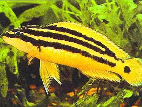 Julidochromis ornatus (Yellow Zaire)
 4-5 sm 5 ta para qoldi s
