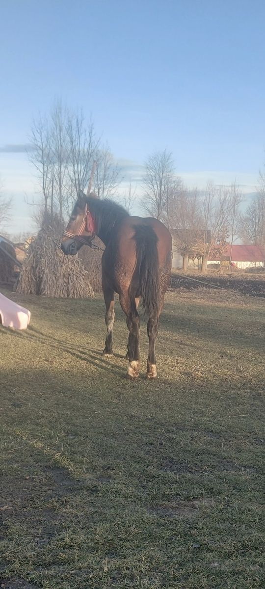 Vând sau schimb Mânză de 1 și 3 luni blândă frumoasă  sănătoasă.