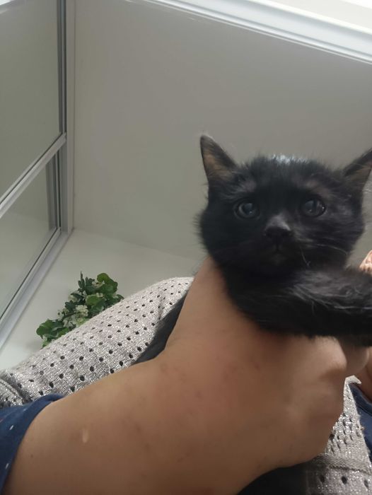 Котята домашние, сладкие