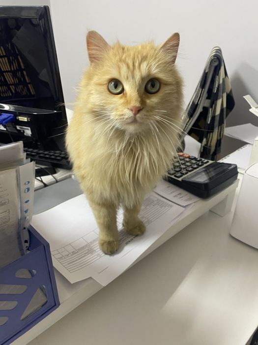 Кошка 1 год , отдаю бесплатно