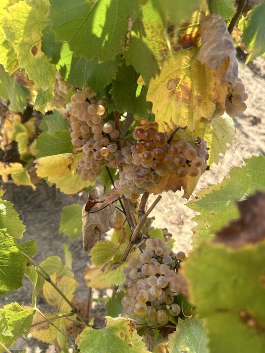 Struguri de vin productie 2025!!