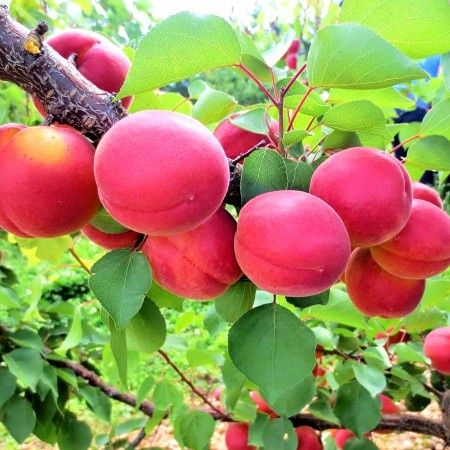 Cais ( Soiul Cireasa Sunrosso )