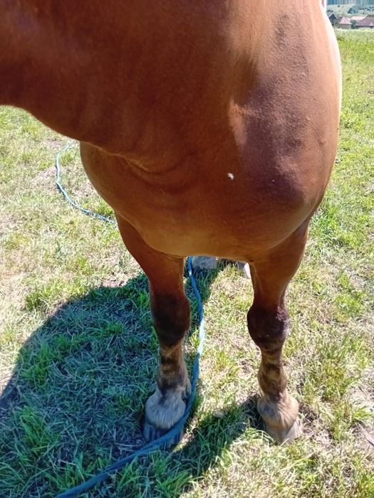 vând mânz  mai multe detalii la telefon