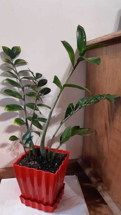 hoya carnosa tradescantia zebrina uriasa, zz zamioculcas  si rhipsalis