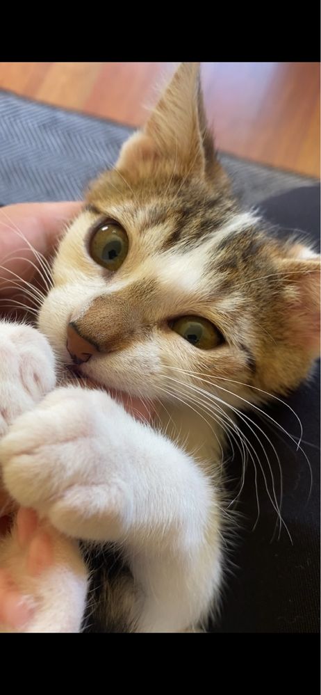 Котета за осиновяване