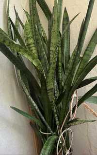комнатное растение Сансевиерия (тёщин язык или щучий хвост)