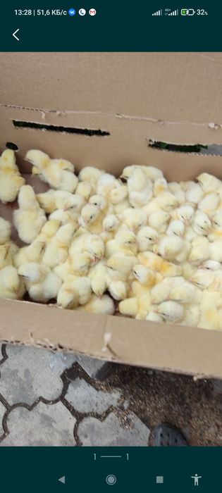 Цыплята . Круглогодично