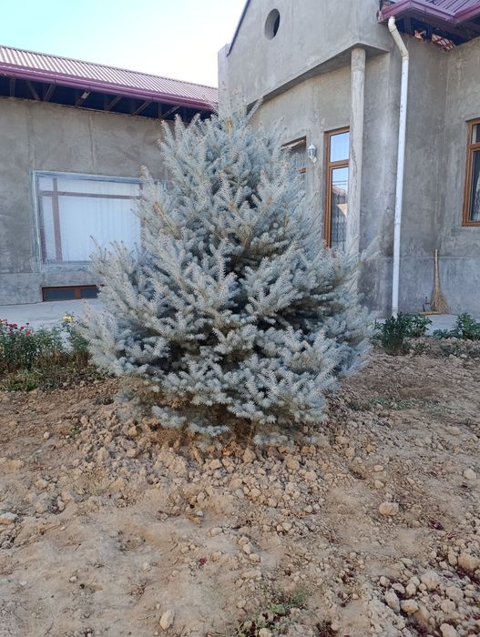Продаются голубая ель