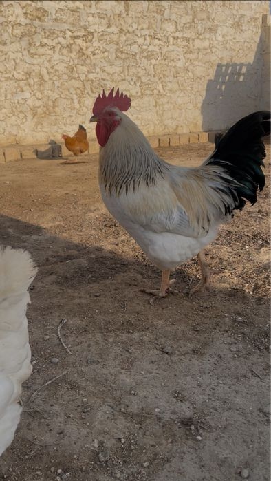 Жас әтеш сатылады.