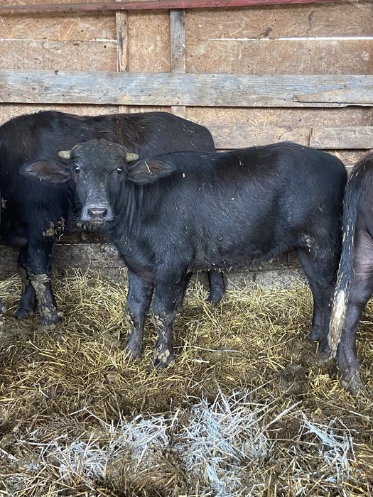 Vand puice de bivol si taurasi provenienta brasov