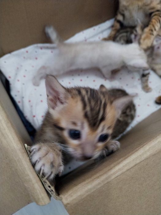 Готовятся к продаже котята бенгал