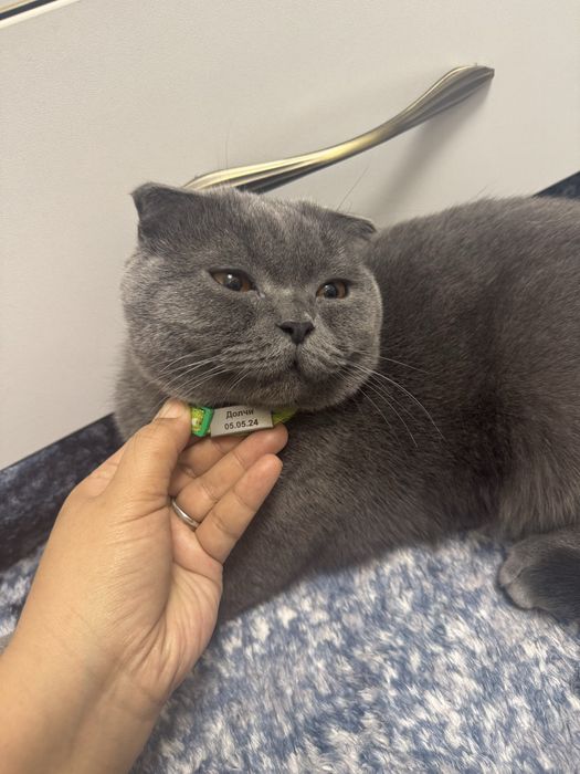 Веселоухйи кот скотиш фолд Срочно