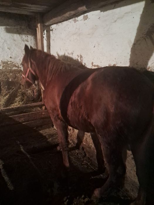 Vând cal castrat si mânz de 1 an