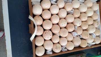 Яйца инкубационные индюшачьи