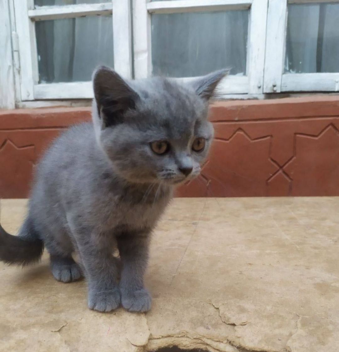 Кошка чистокровный