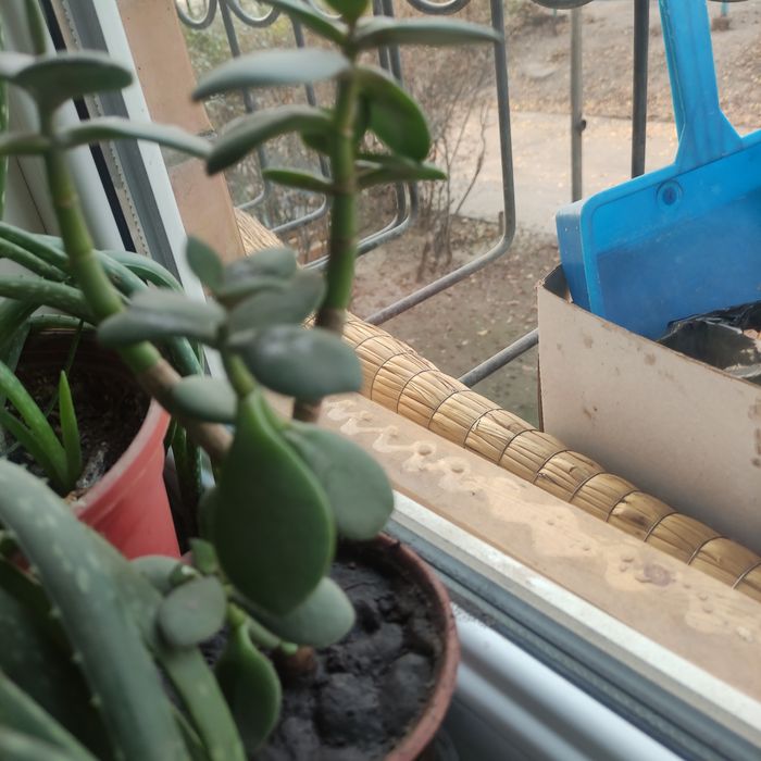 Цветы комнатные продаю