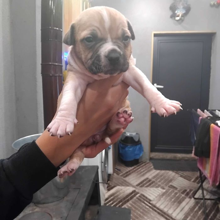 Prodavat se chisto kruvni pitbuli