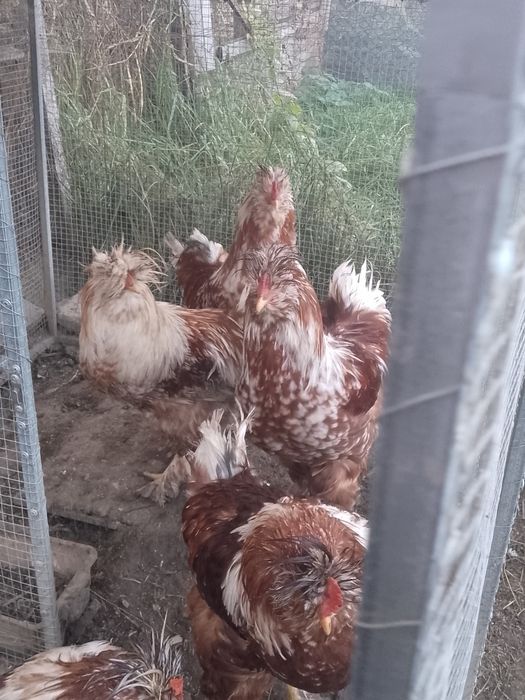 Oferta!Cocoși strumsky moțate bărboase!!!