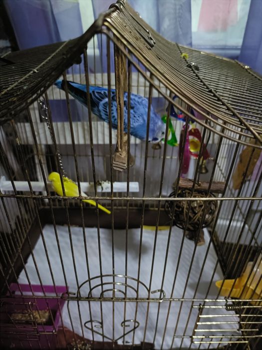 Vând  Colivie +Peruși.