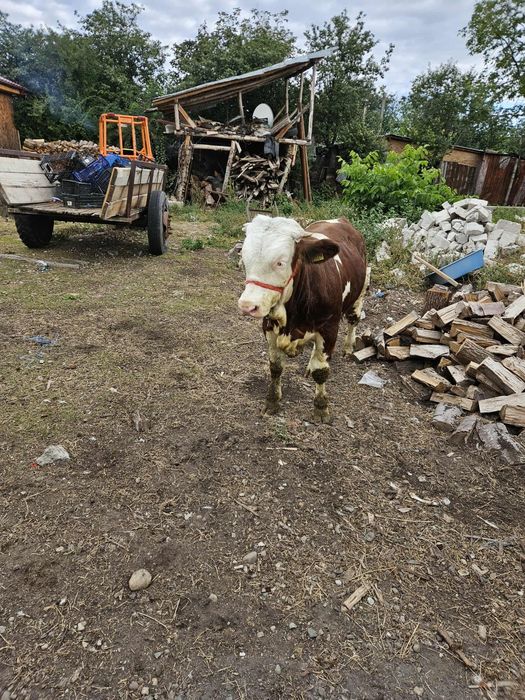 Vând un taur de rasă
