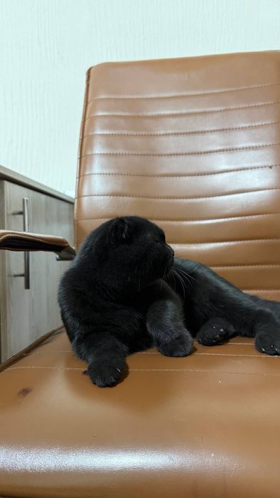Предлагаем для вязки красавца-кота породы Scottish Fold