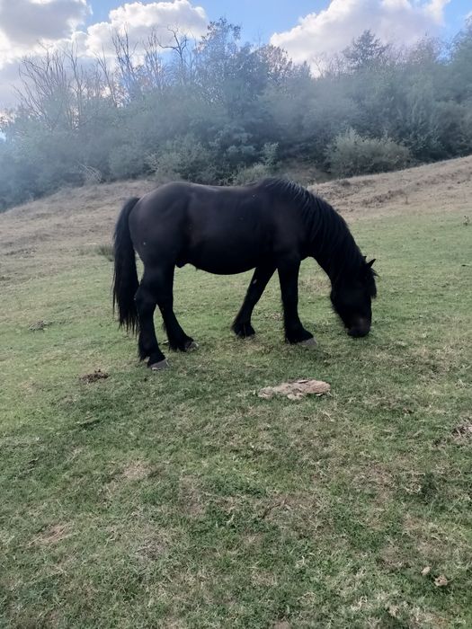 Vând 3 armăsari negri și o iapă