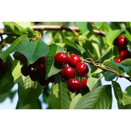 Pomi Fructiferi Clasici