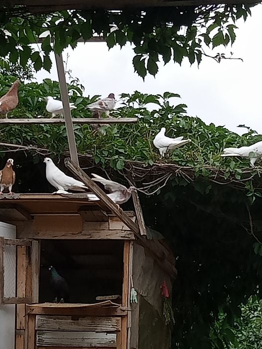 Продам голубей все сразу