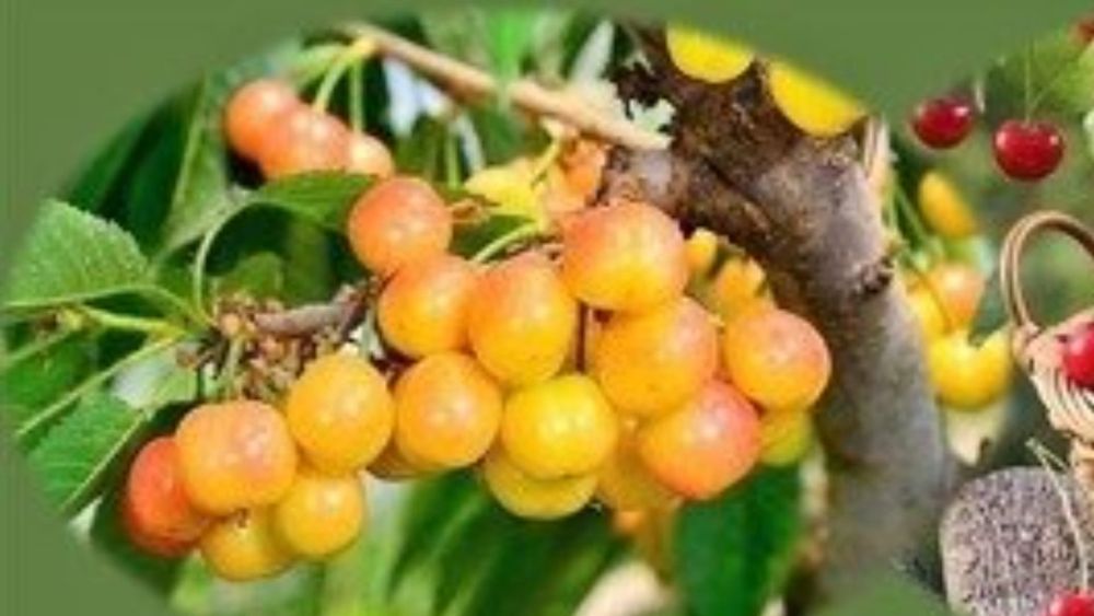 Castane proaspete Mere Suc aronia Trandafiri Pomisor Cires Prun Mar>RO