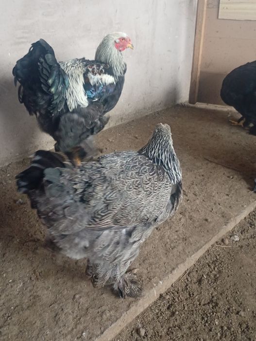 Brahma herminat închis