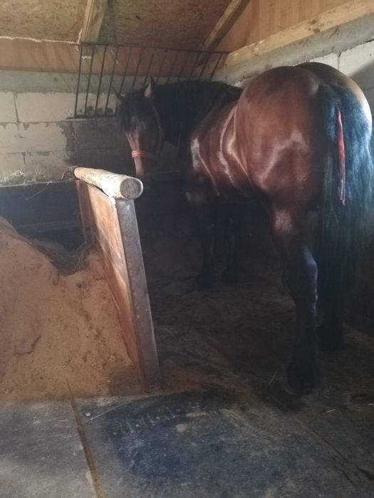 Vând mânz de 2 ani jumate