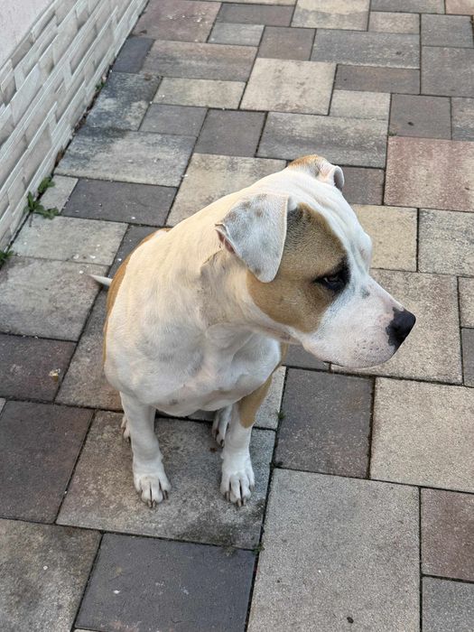 Donez Amstaff - varsta 1 an si 7 luni