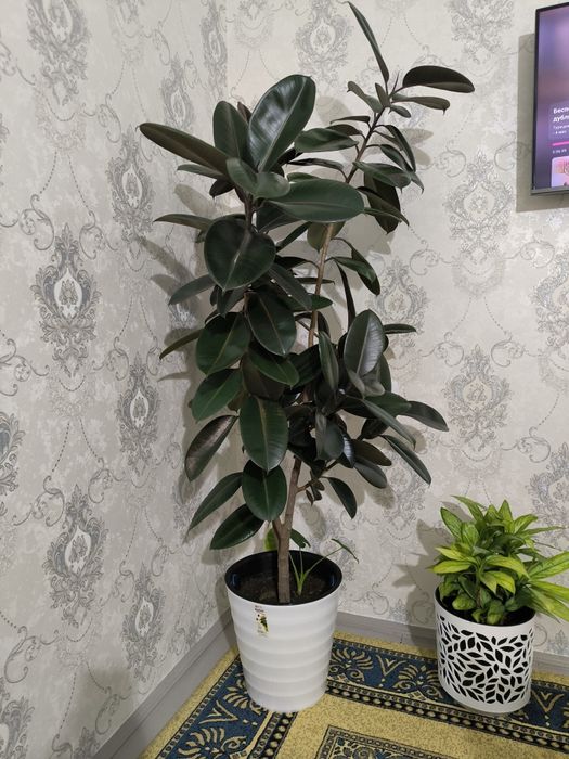 Продается цветок черный фикус 2 м