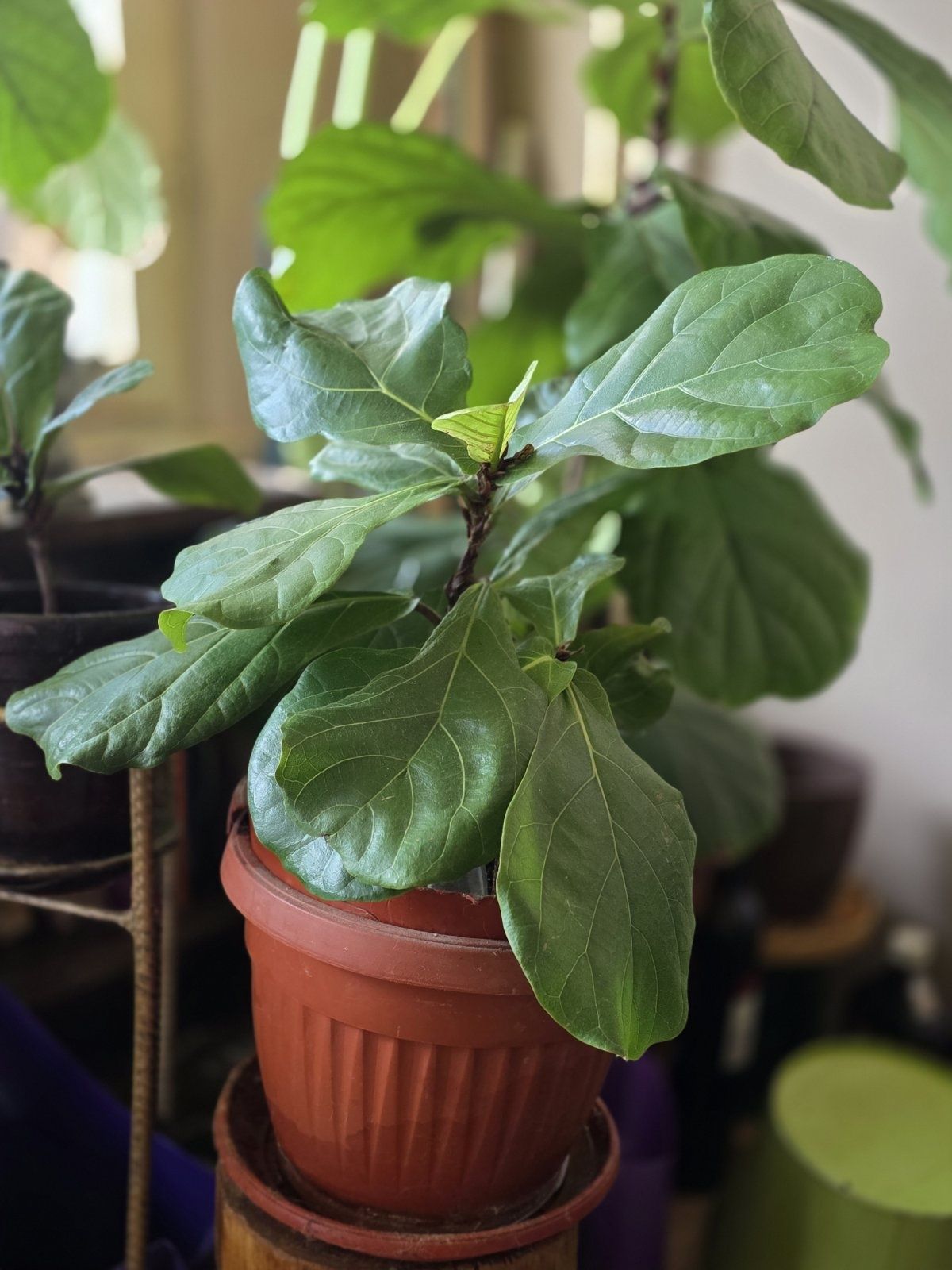 Фикус- ficus lyrata bambino