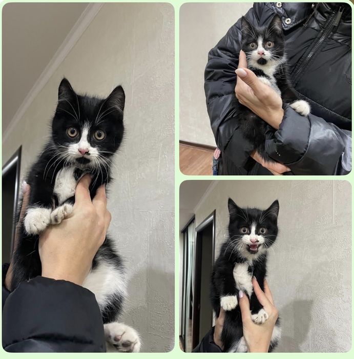 Кто потерял котёнка