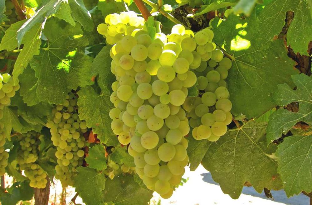 Struguri de vin adusi acasa diverse soiuri albi-negri, pret producator