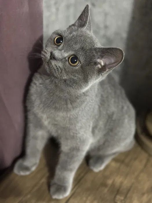 Scotish straight 100€