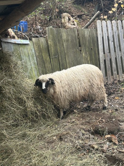 Vand berbecut sau schimb pe o oaie buna !