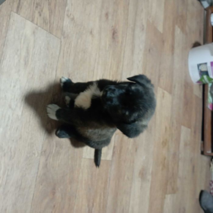 отдам щенка в добрые руки