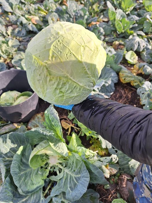 Varza de vanzare de buzau 1 leu kg negociabil