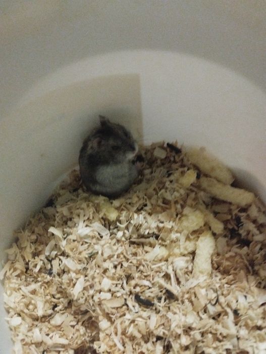 Hamster de companie