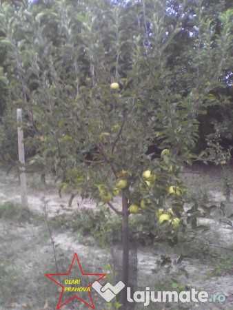 Pomi fructiferi mari 3-7 ani