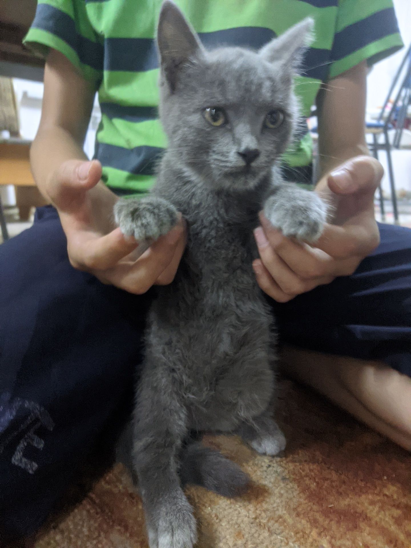 Котенок девочка, бесплатно