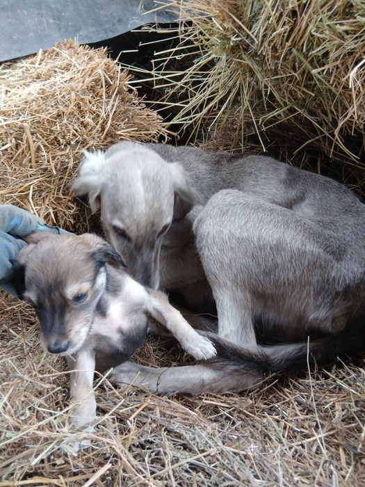 Кумай тазы кушиктери