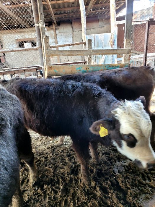 Семіз тайынша  Ұрғашы 8 айлық