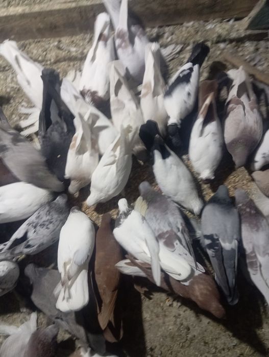 Продам голубей бакинцев