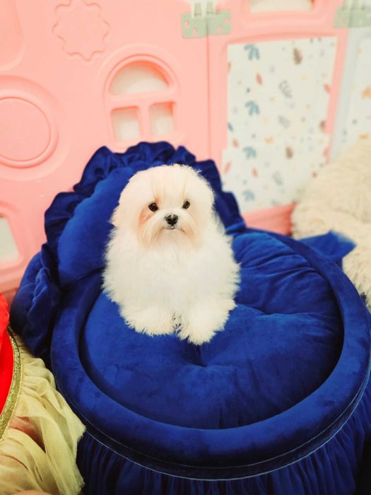 Bichon Maltez, Bichon Maltez cu Pedigree, Maltez mini , Korean maltez